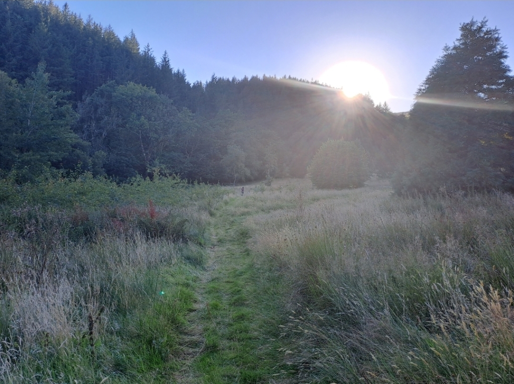 Photograph by the author features a grassy path, woodland and the sun partially obscured in a blue sky by trees. 