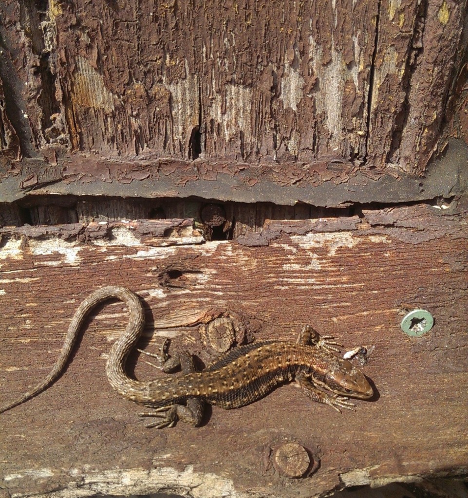 A brown common lizard basking on a wooden door. 
